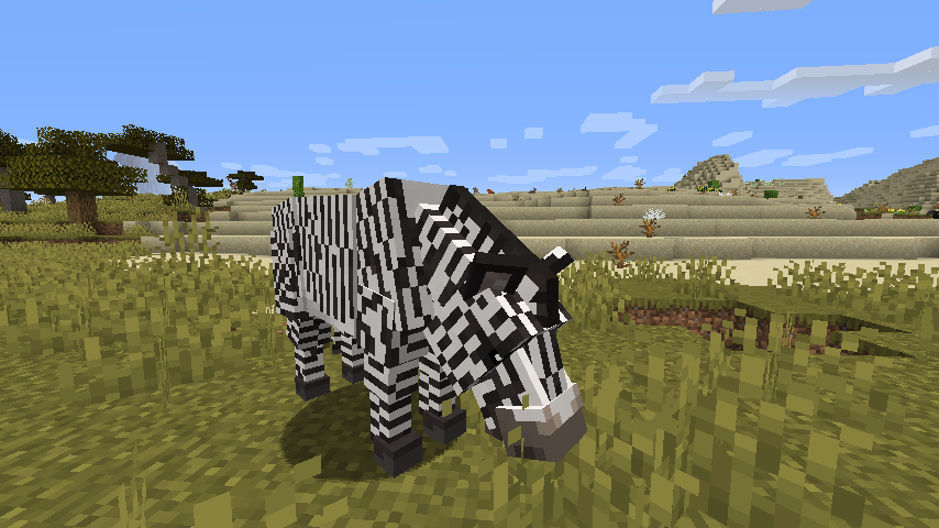 Grevy's Zebra grazing on the Savanna