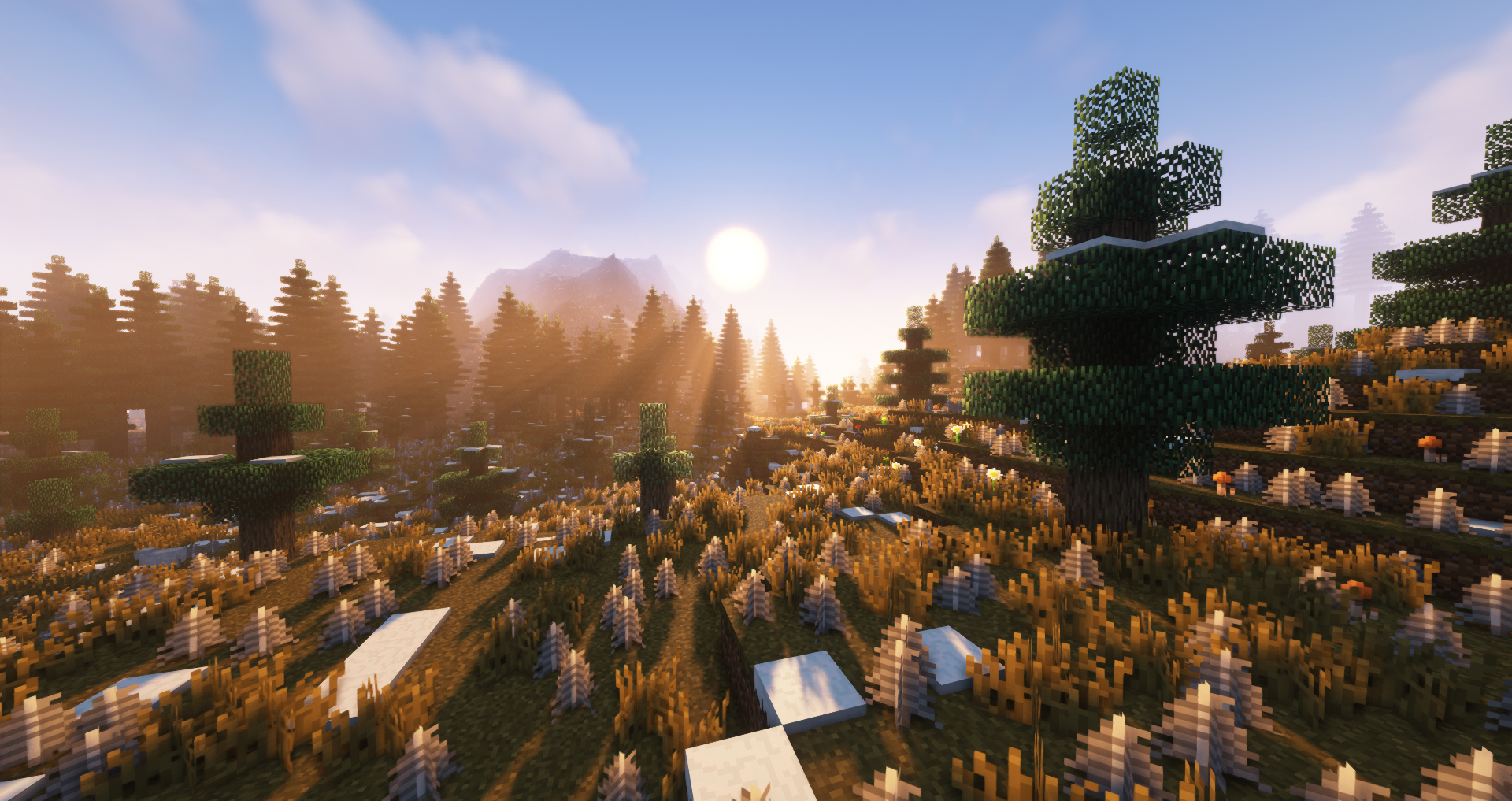 Clearing in a coniferous forest region.