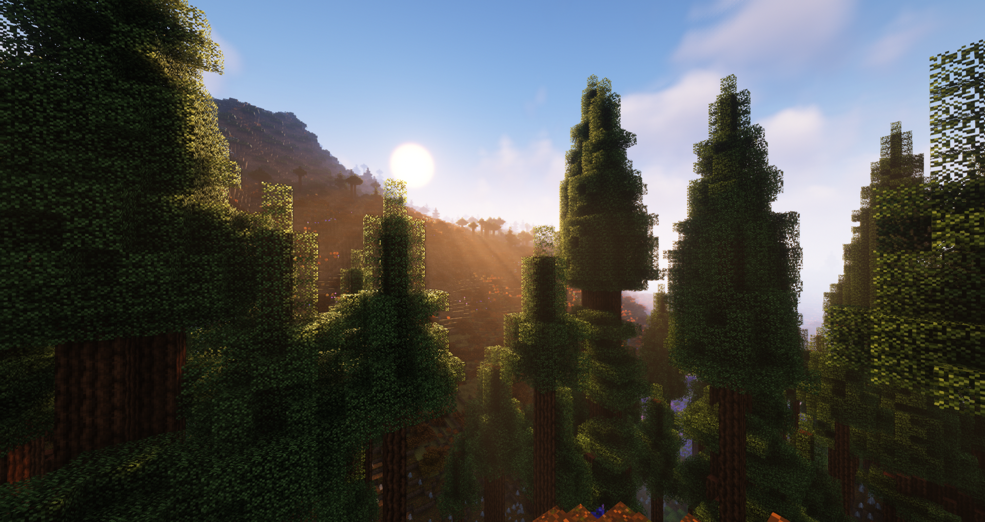 A hilltop in a coniferous forest.