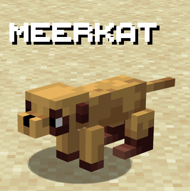 Meerkat