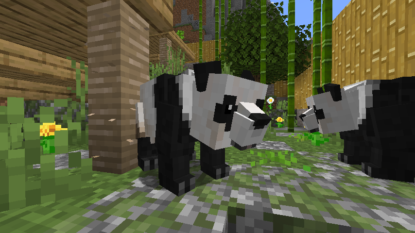Giant Pandas enjoying their exhibit
