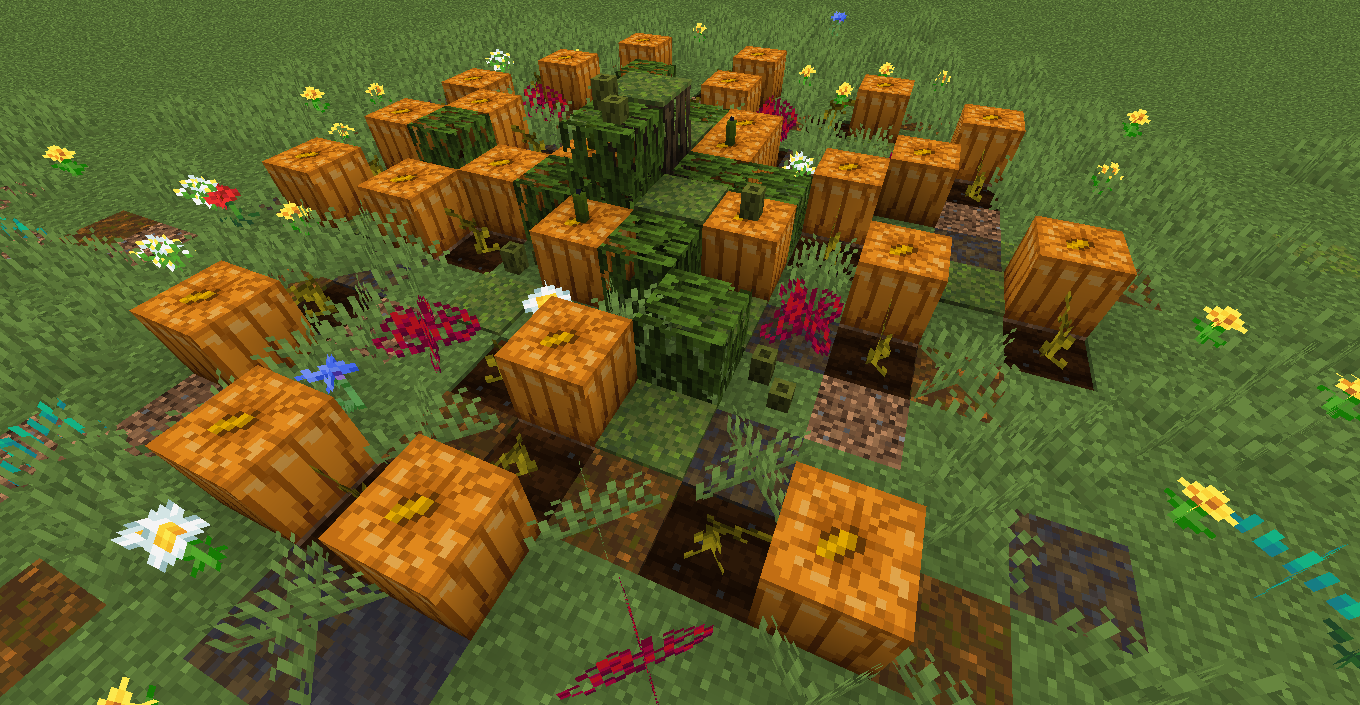 cultivation of pumpkins 1.19