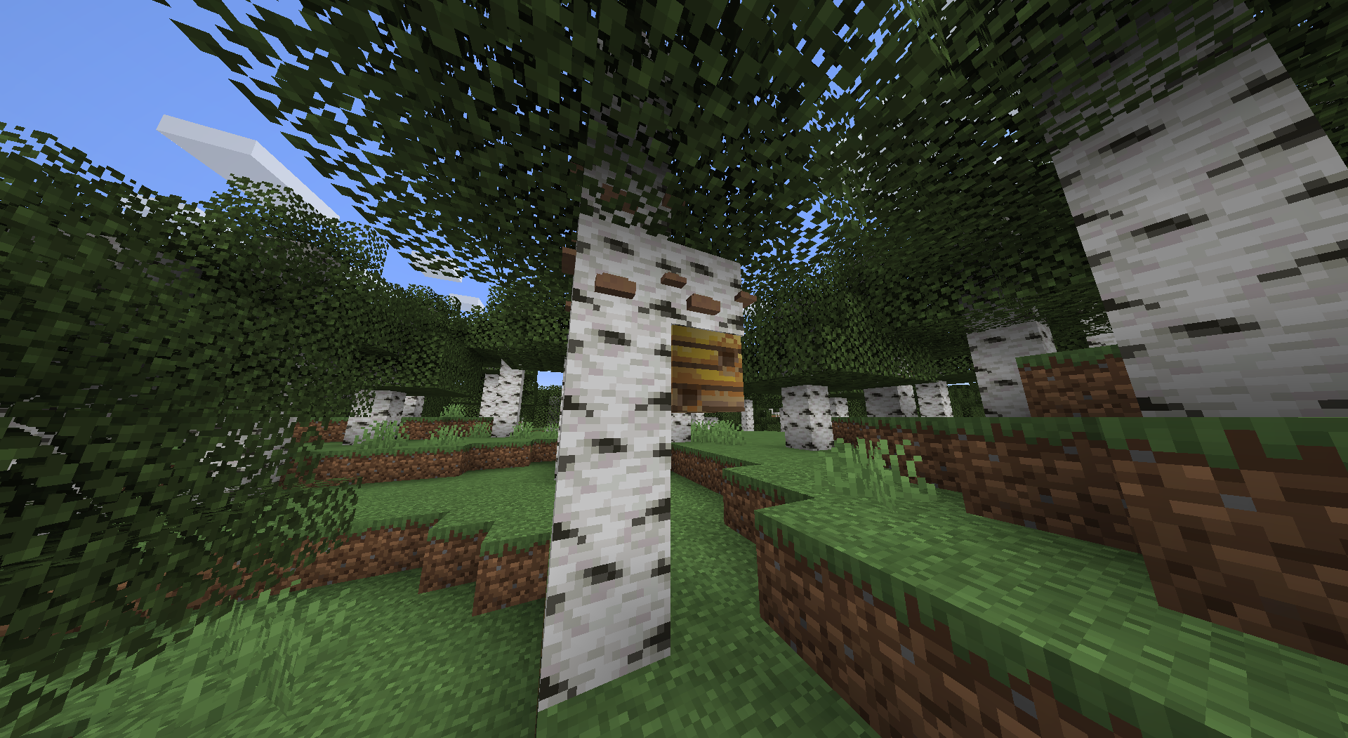 Birch Tree