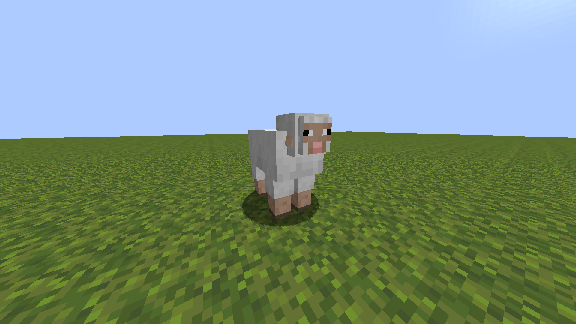 Sheep