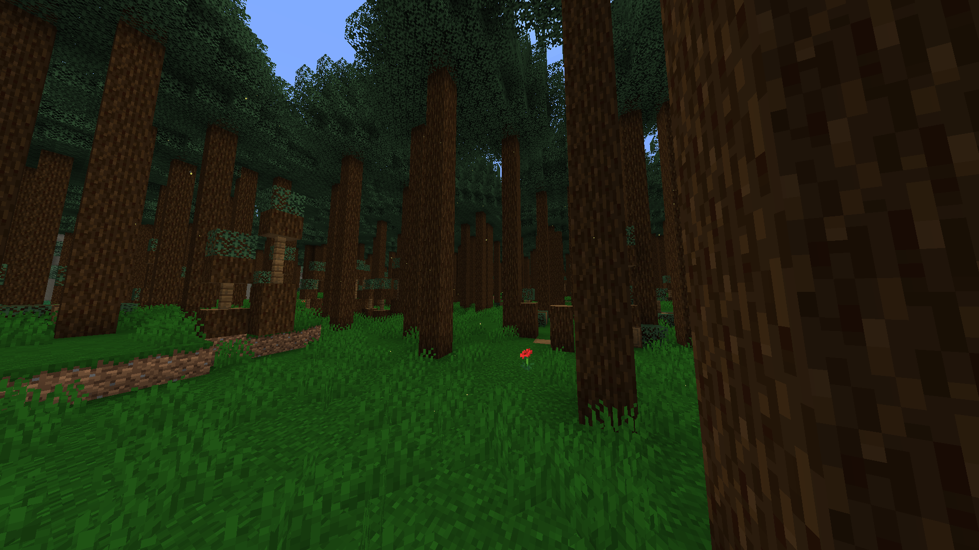 New pineforest biome