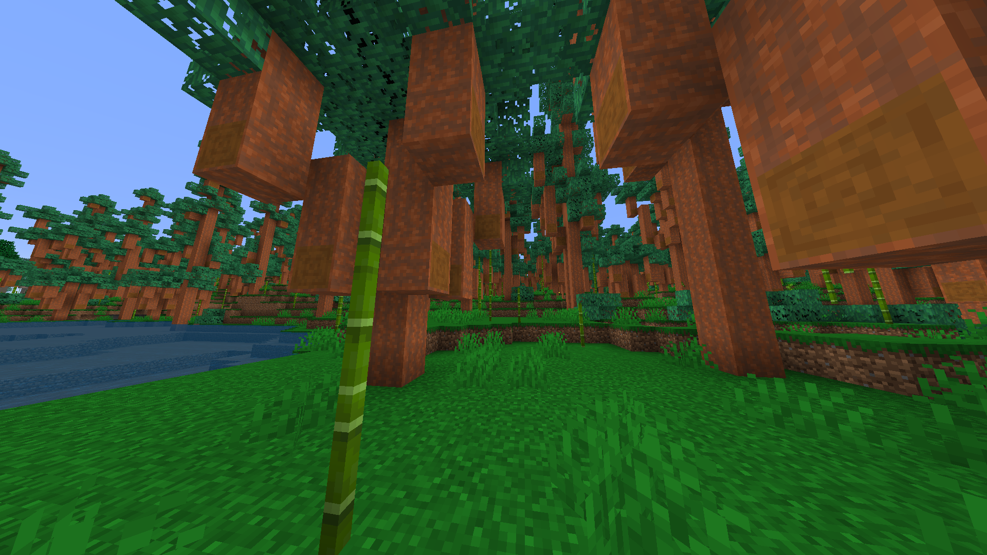 New aphromosia forest