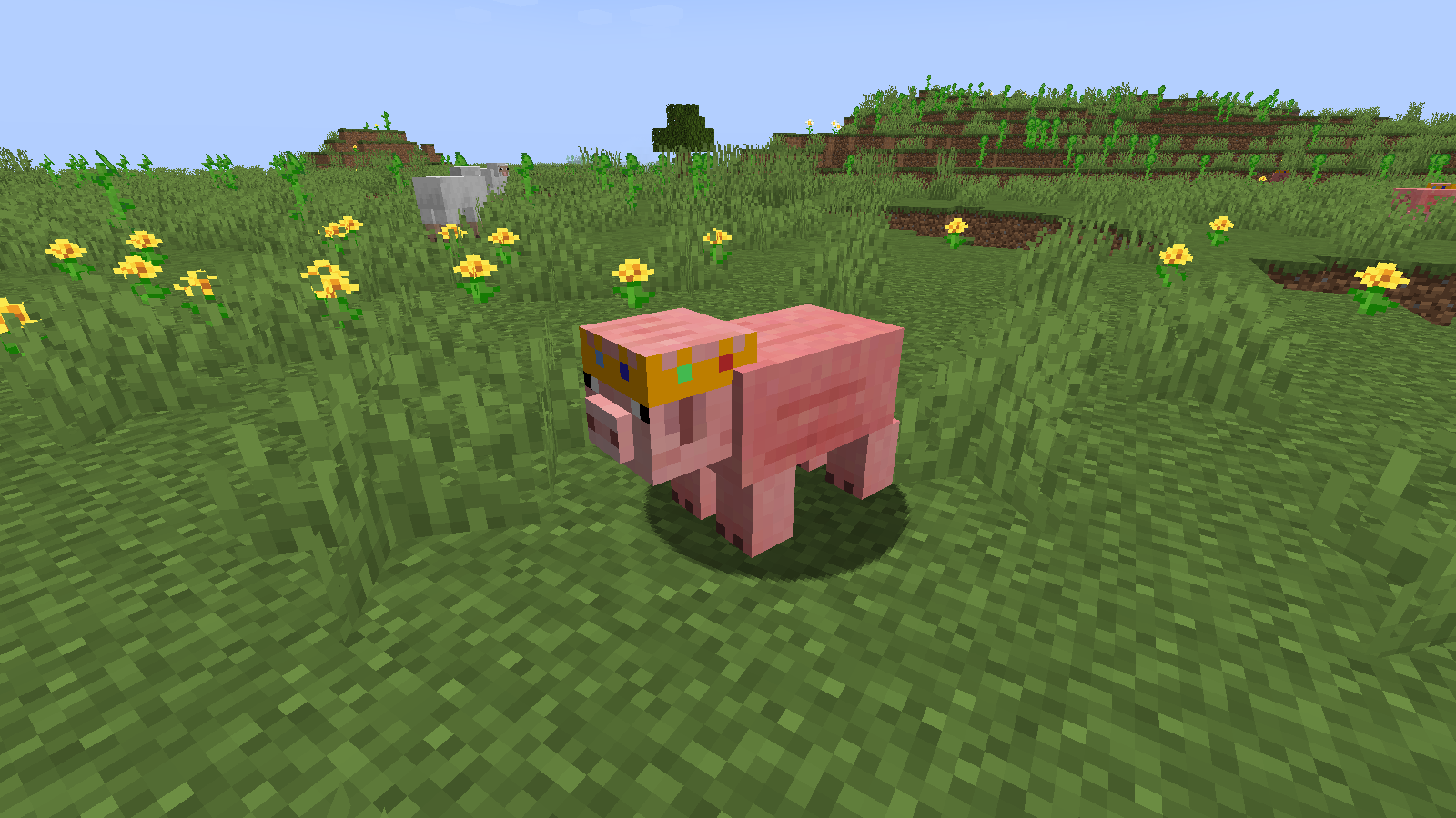 pig2