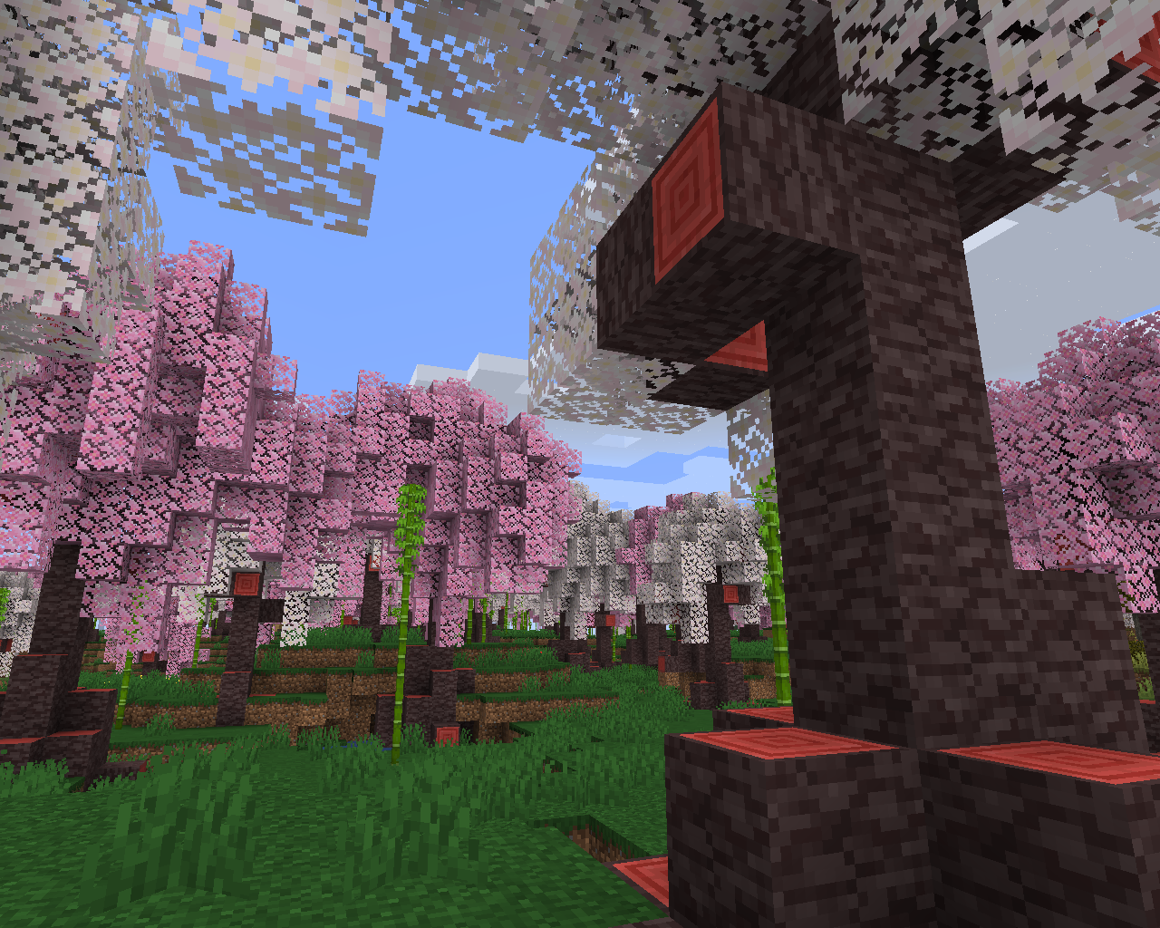 Sakura Forest