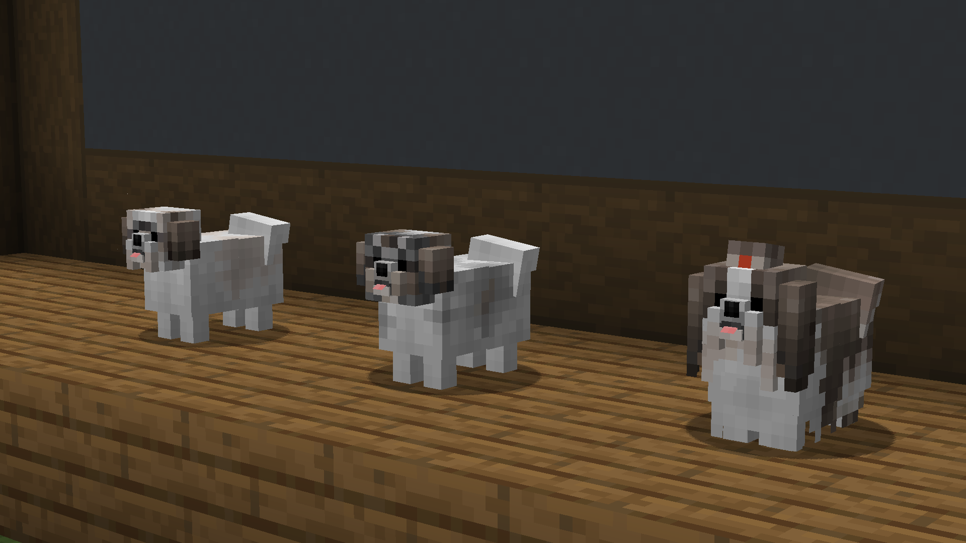 Shih Tzu