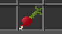 Radish