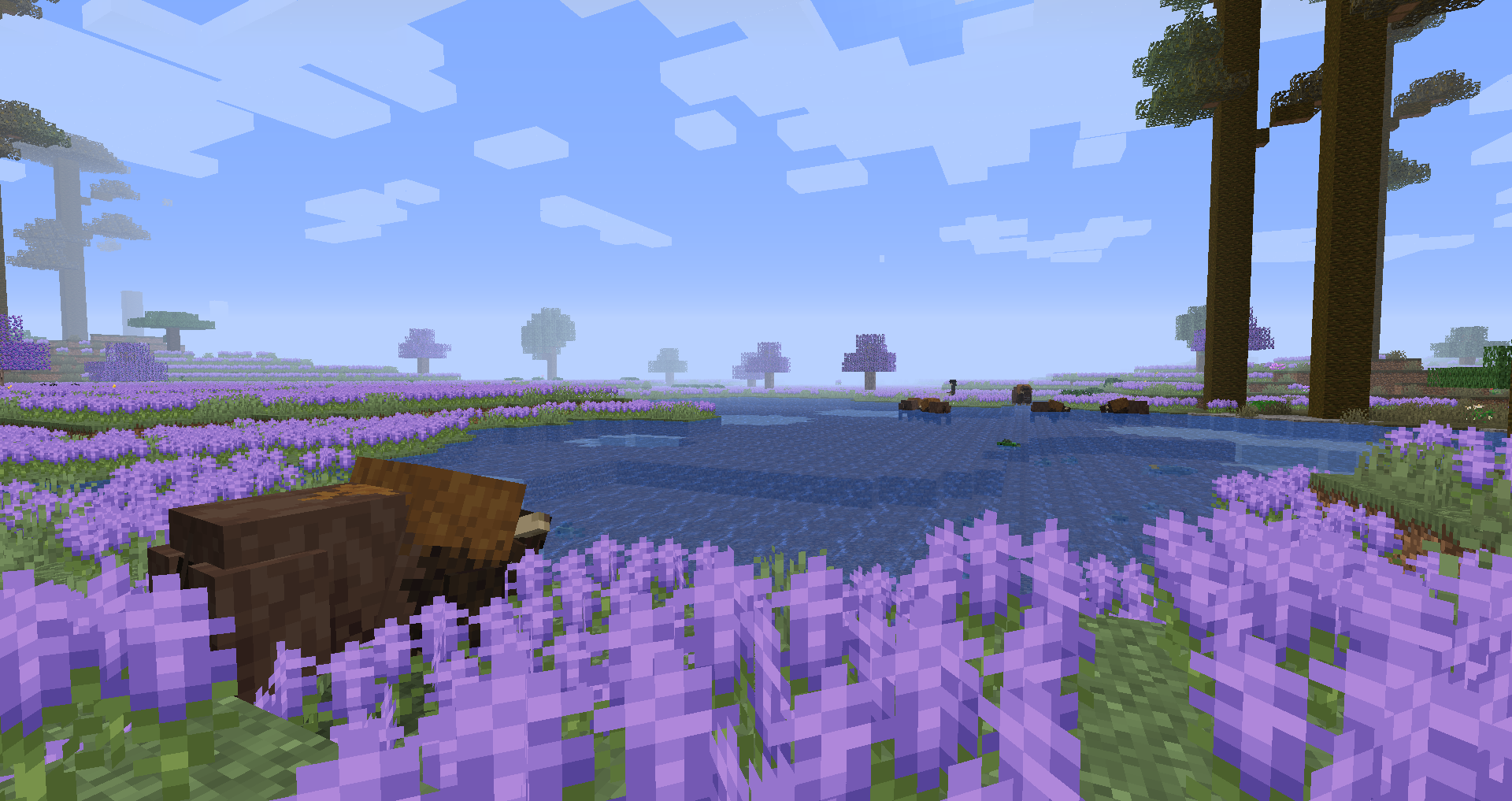 Buffalo Grazing