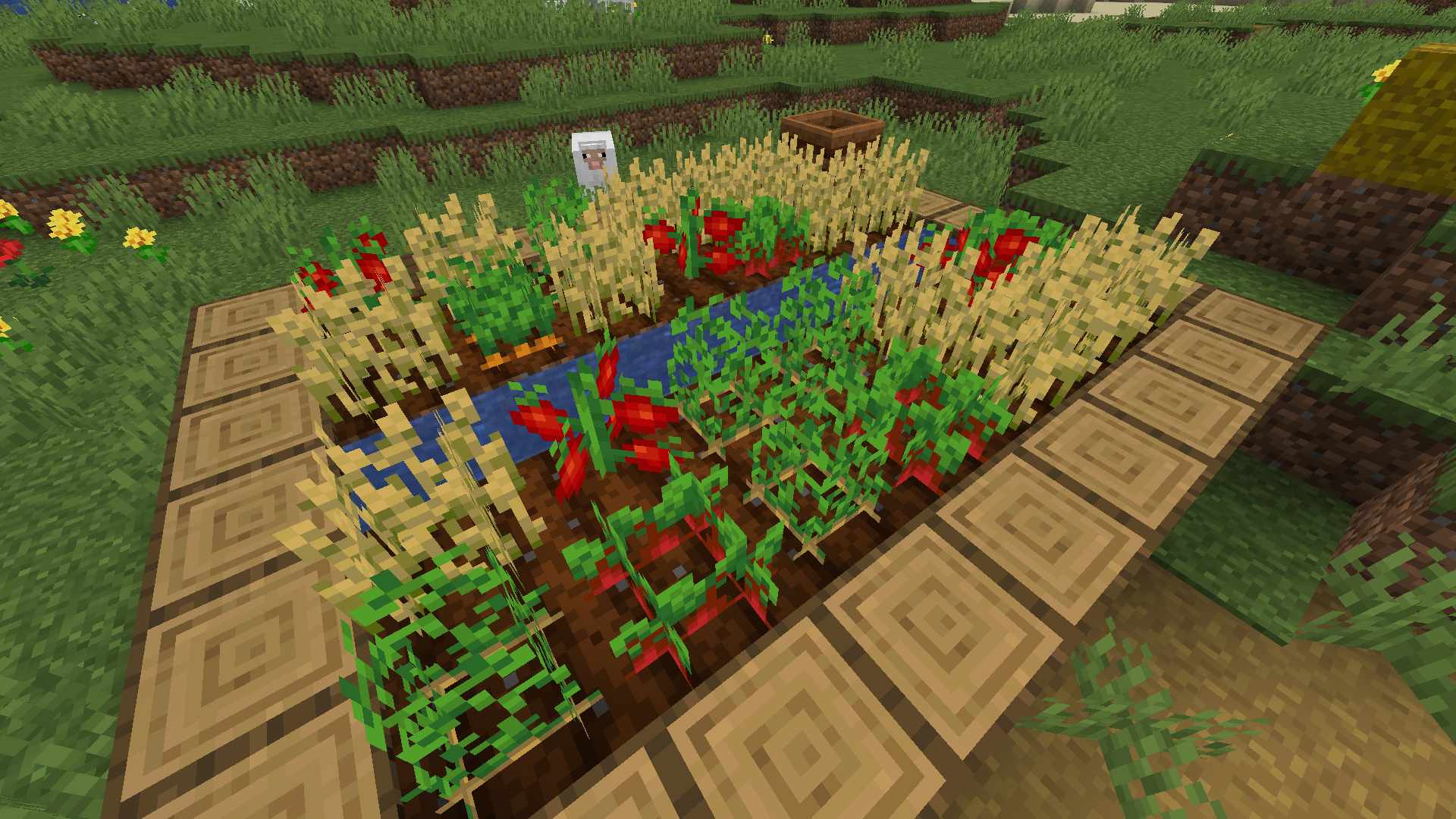 Tomatoes!