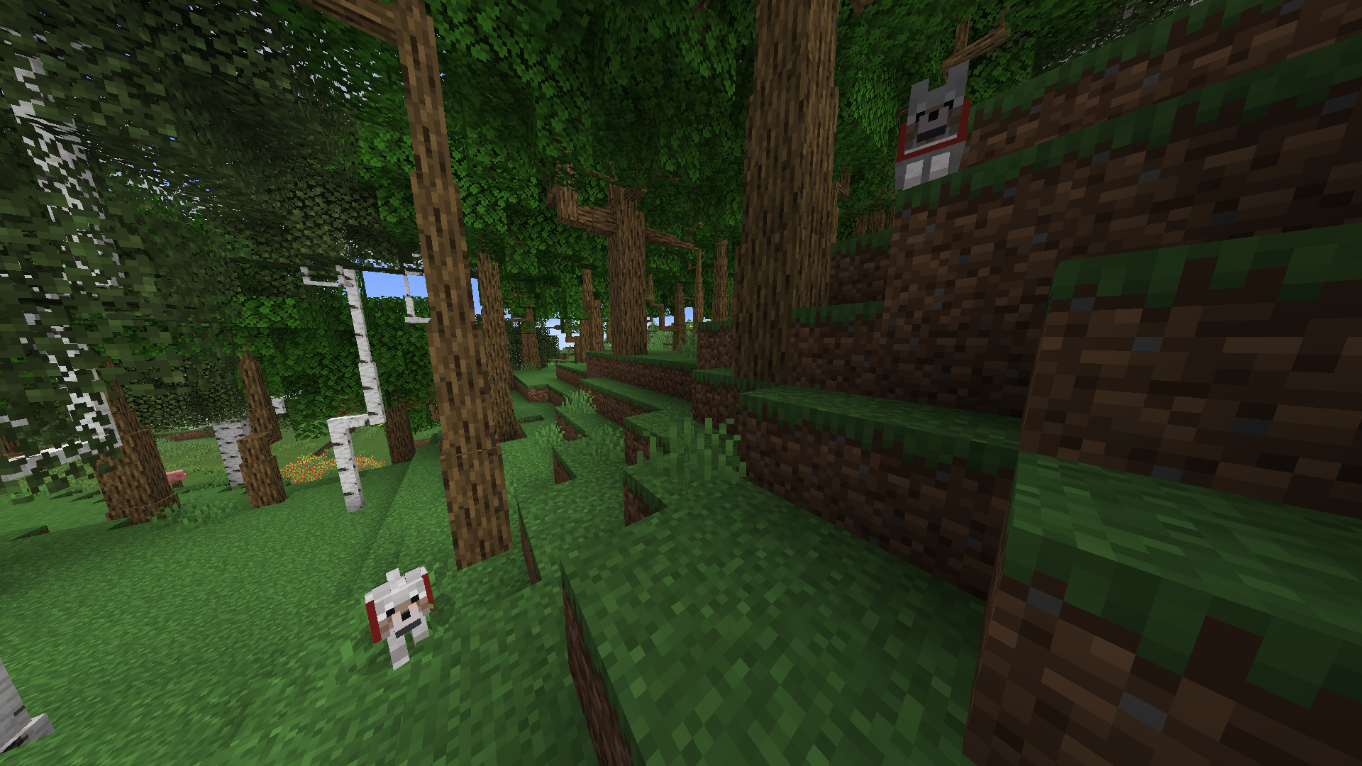 ... and here are two dogs in a forest. Woof! Woof!