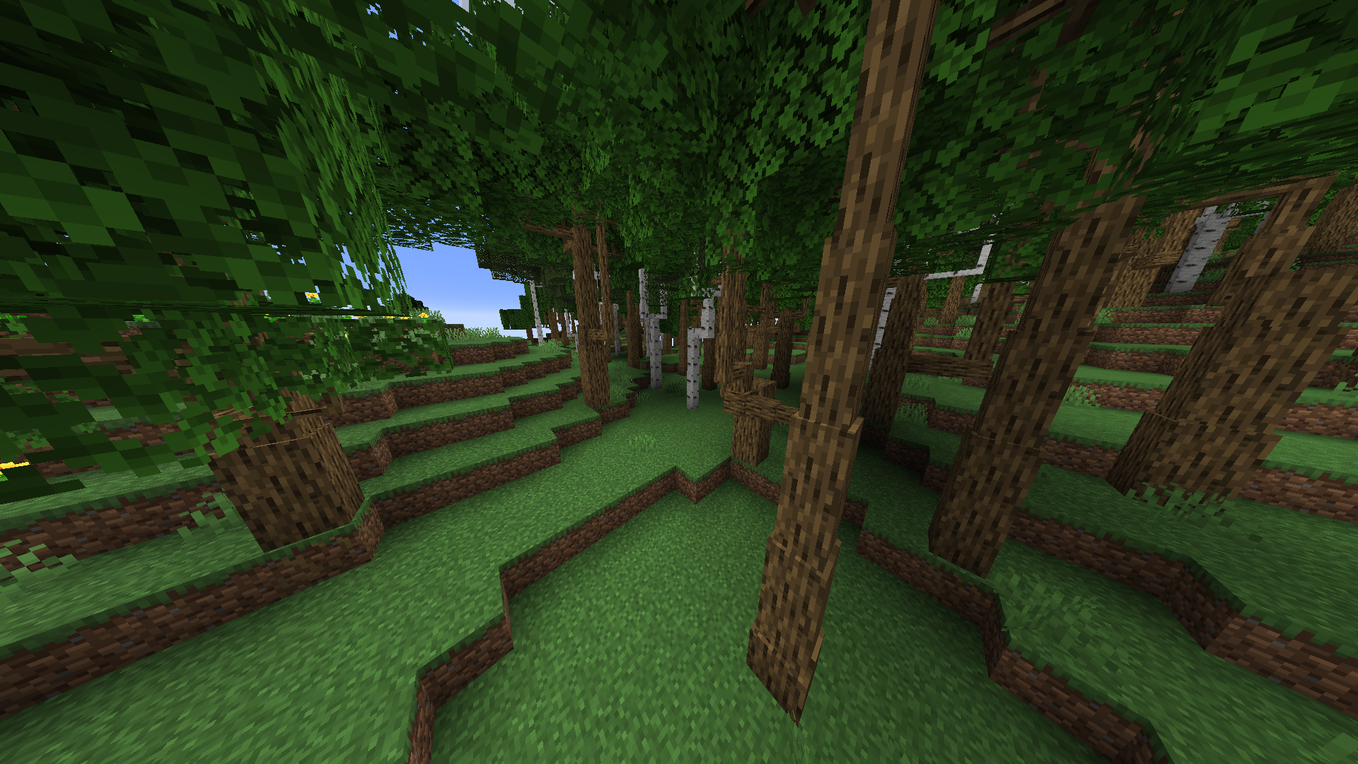 This picture has been taken inside a forest.