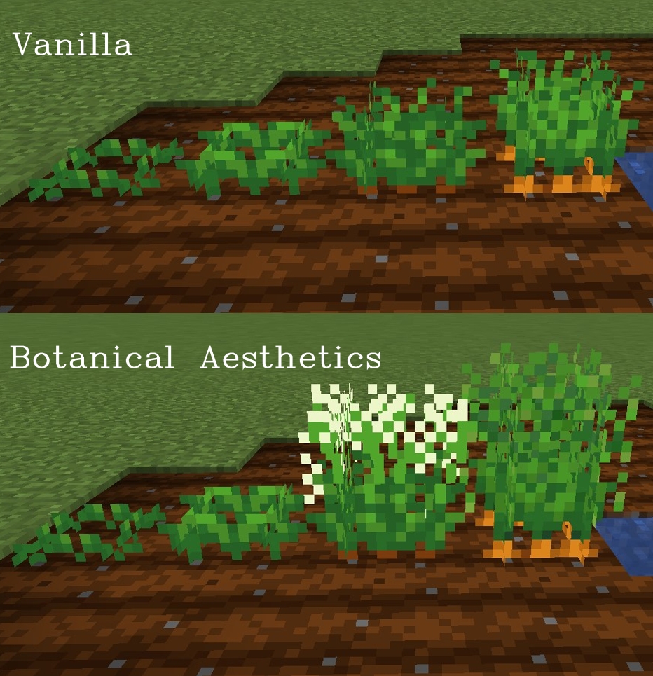 Crops: Carrot Comparison