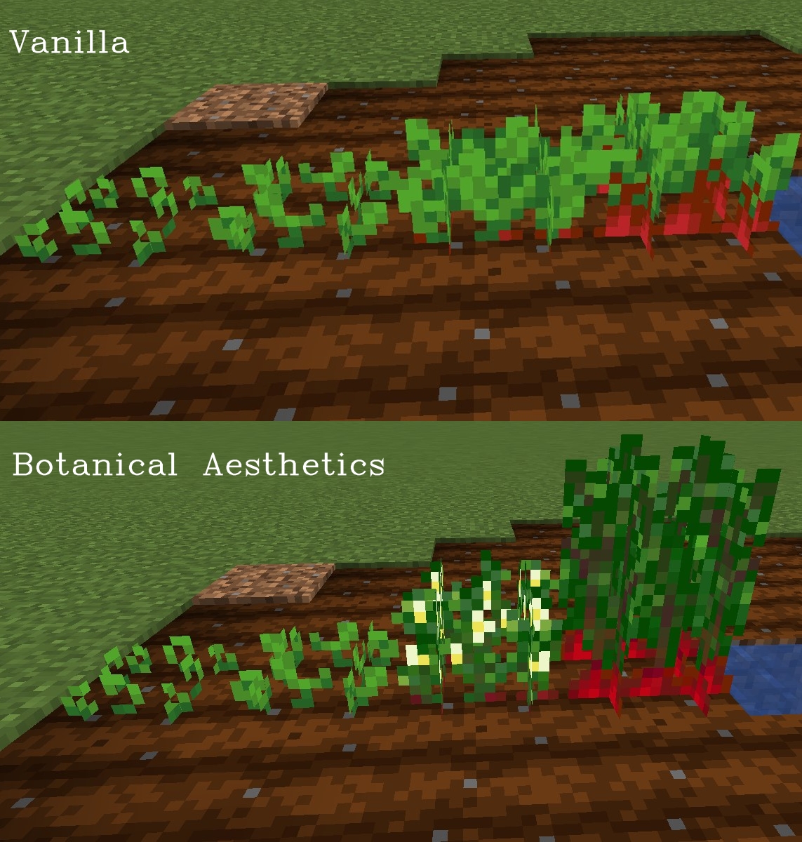 Crops: Beet Comparison