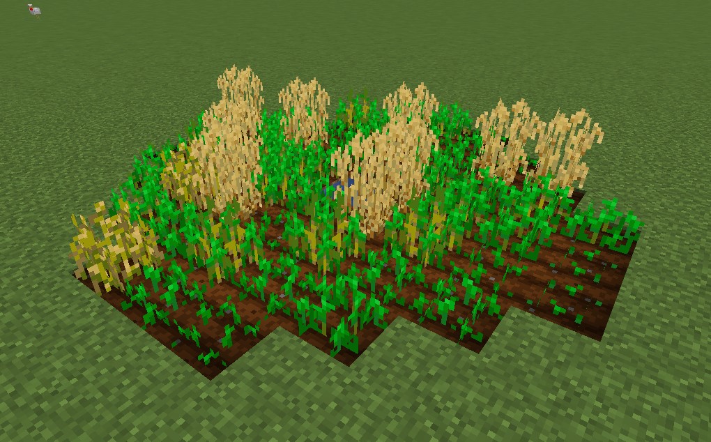 Crops: Wheat field