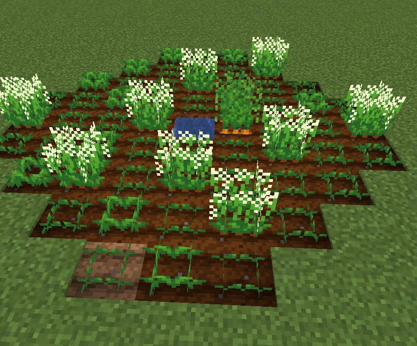 Crops: Carrot field