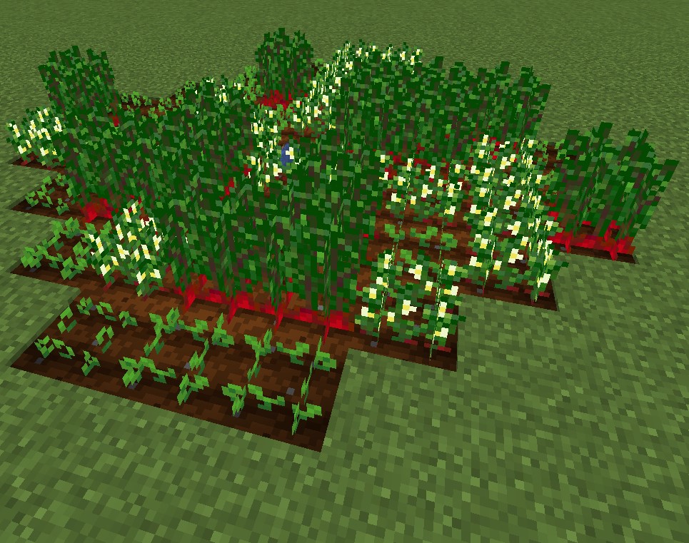 Crops: Beet field