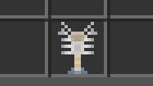 Cave Crayfish