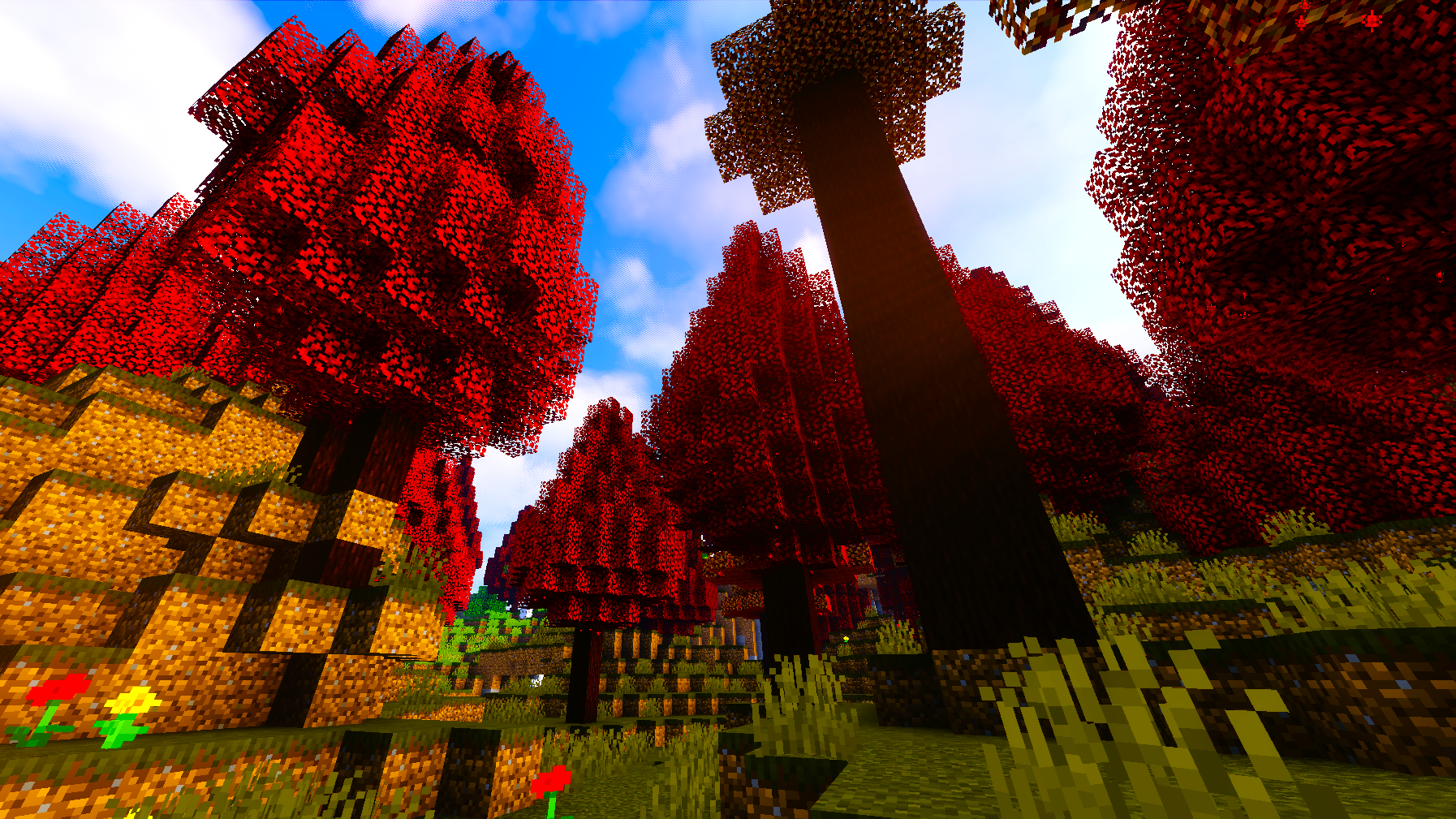 Maple Forest