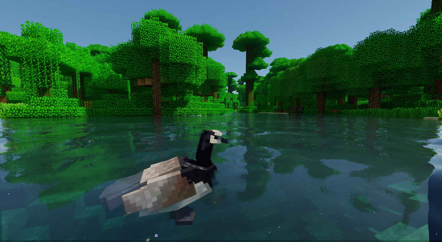 Barnacle goose swimming in a river