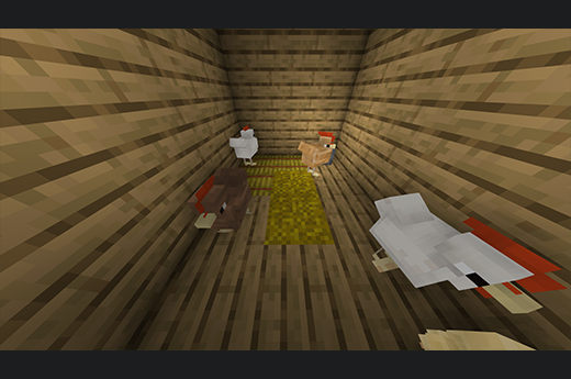 Chicken Coop