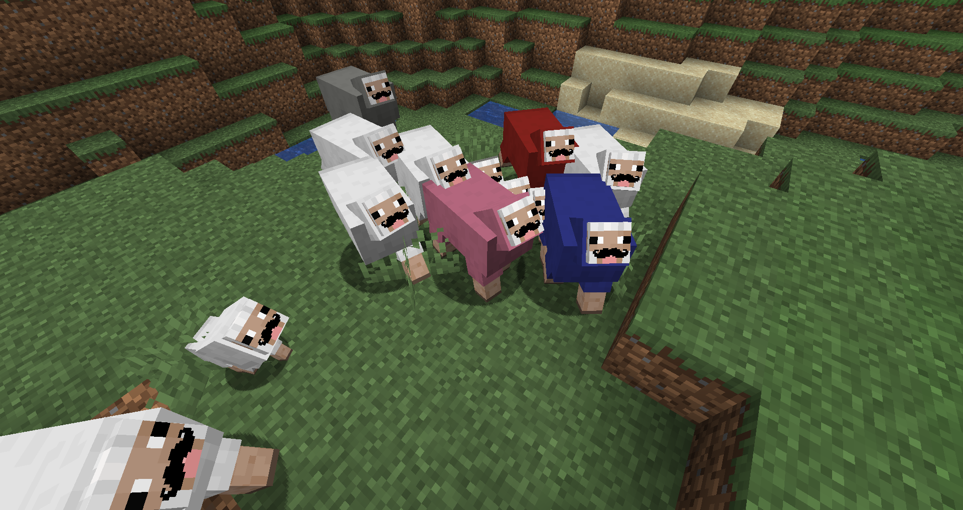 Mustache Sheep