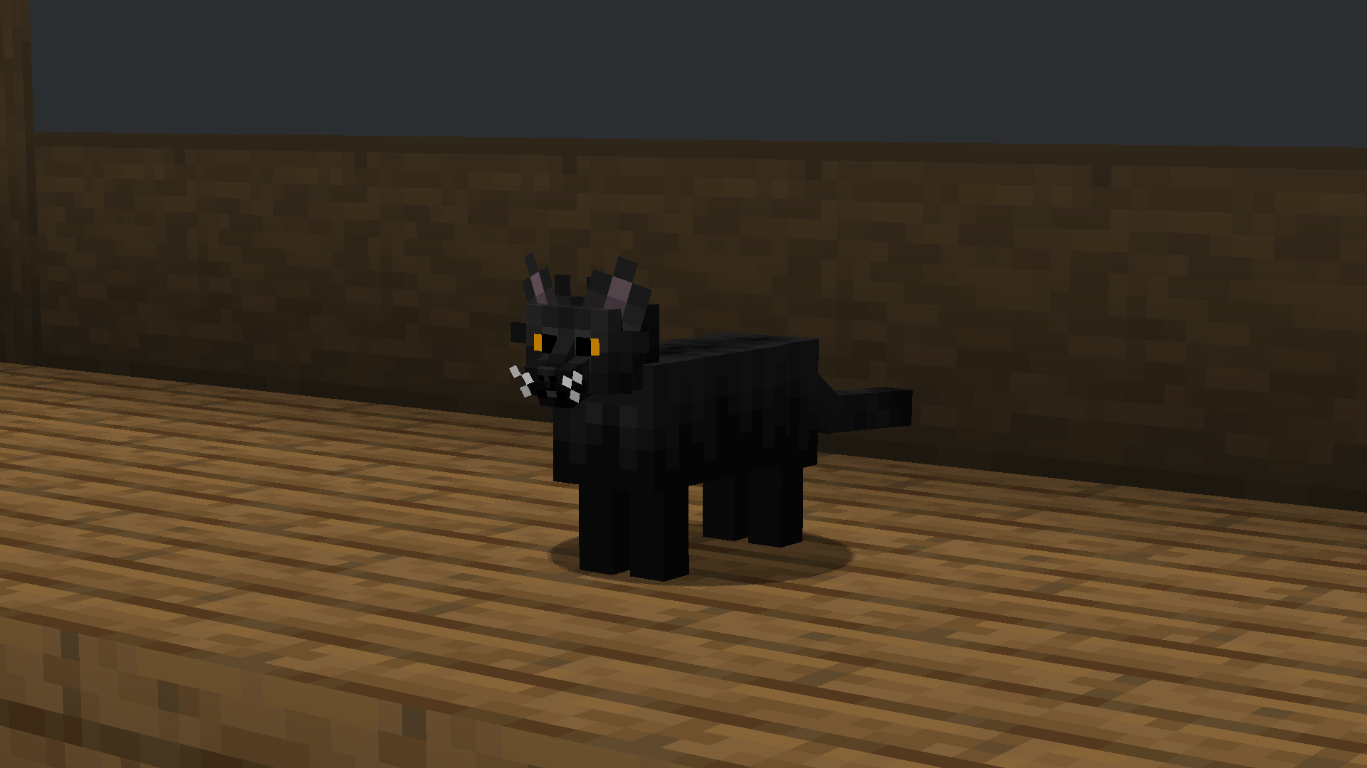 Black cat