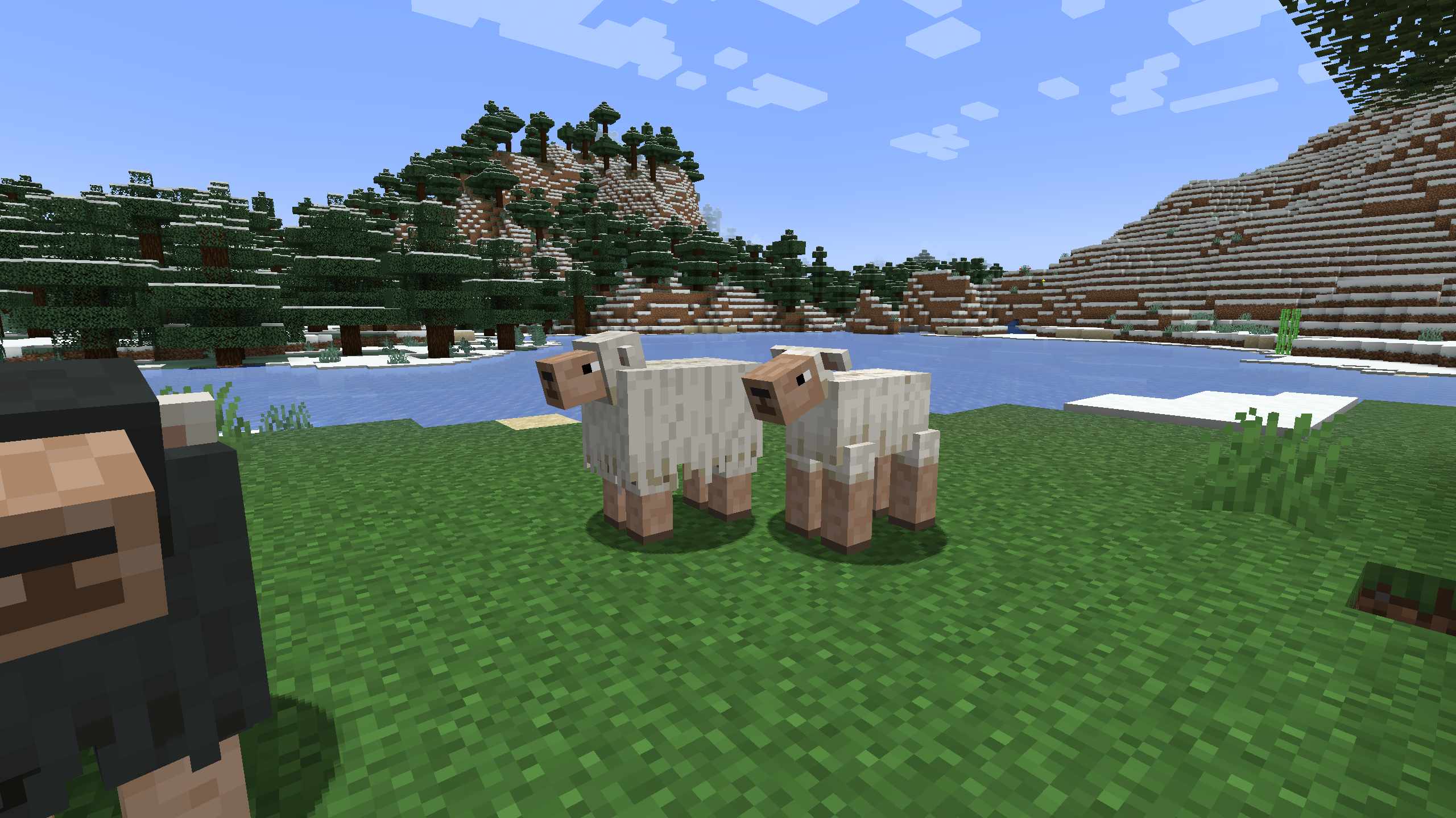 Sheep