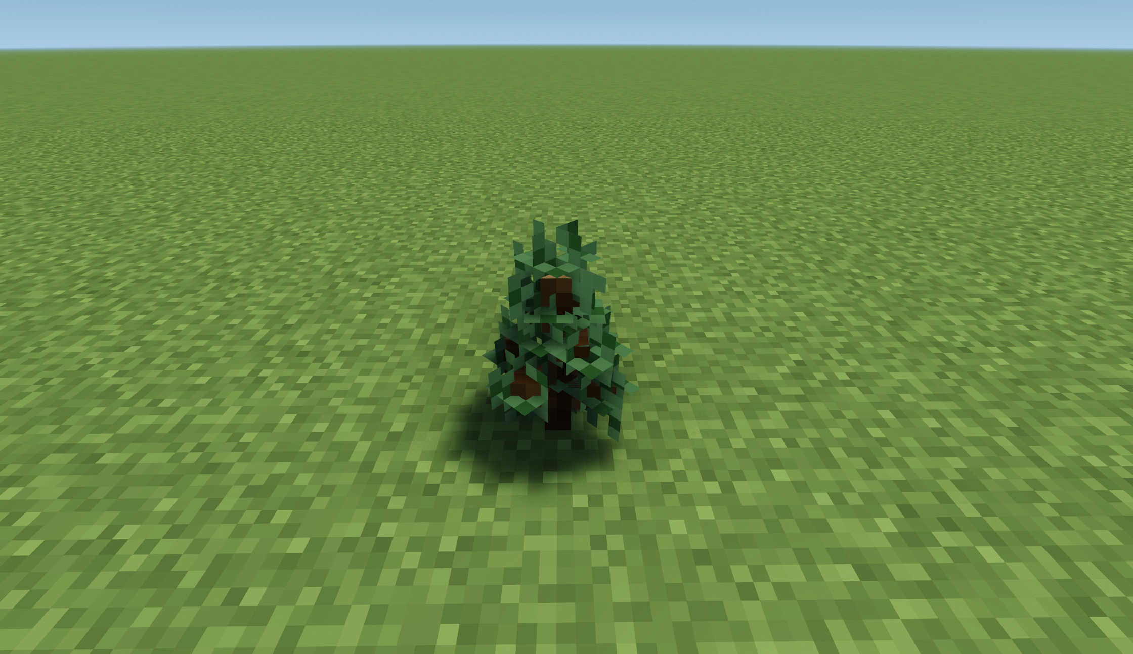 Spruce Sapling