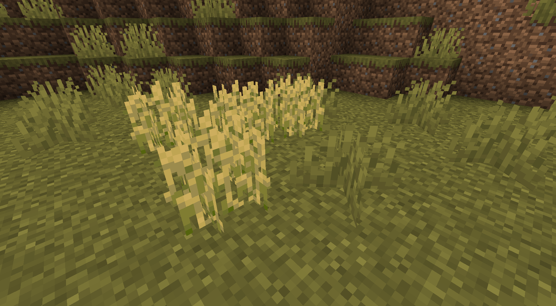 Wild Wheat