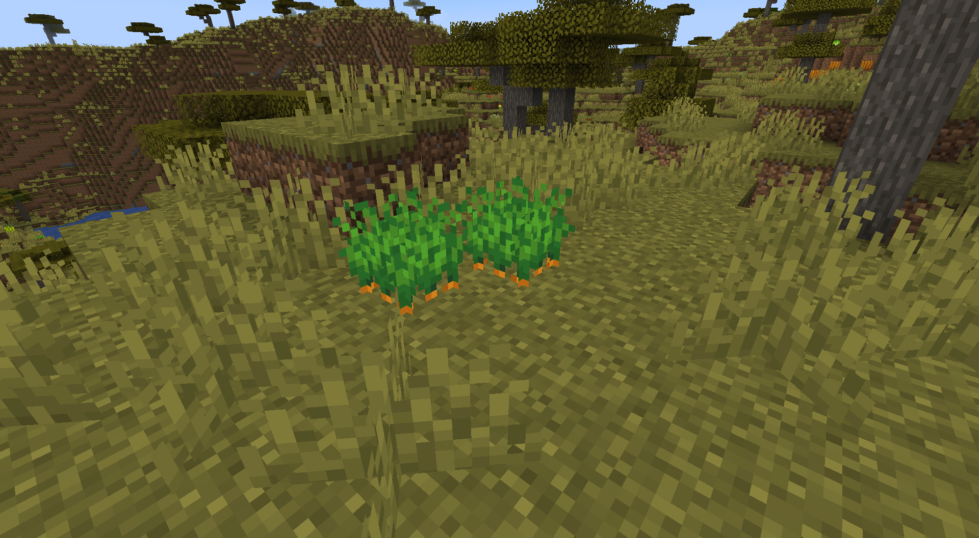 Wild Carrots