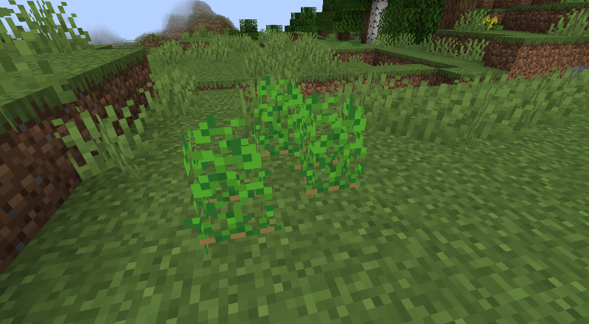 Wild Potato