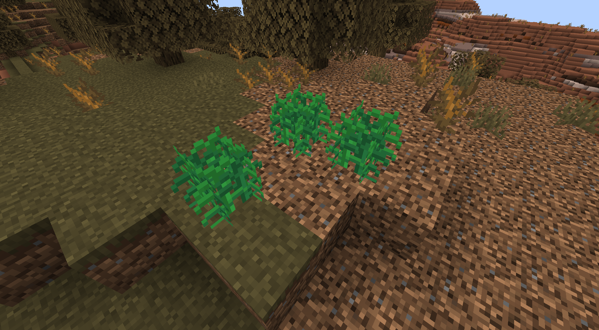 Wild Hemp