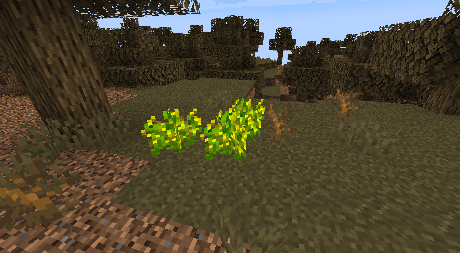 Wild Corn