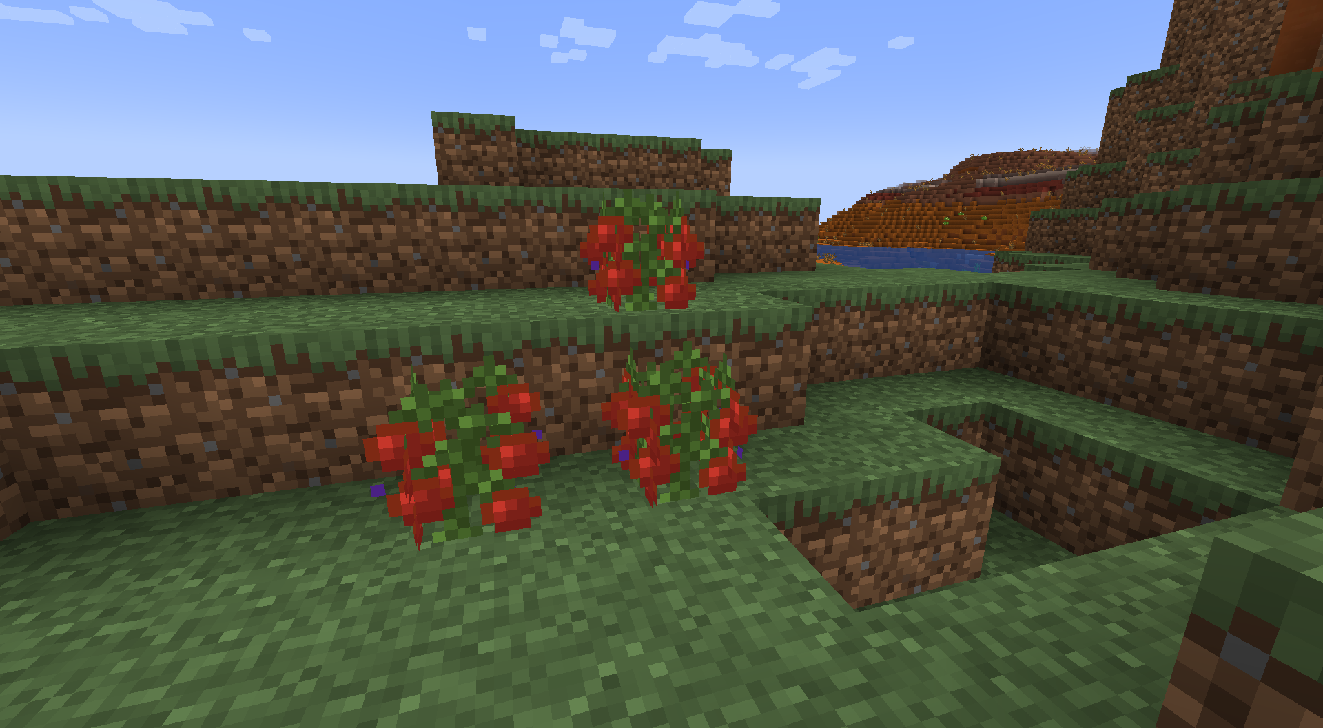 Wild Tomato