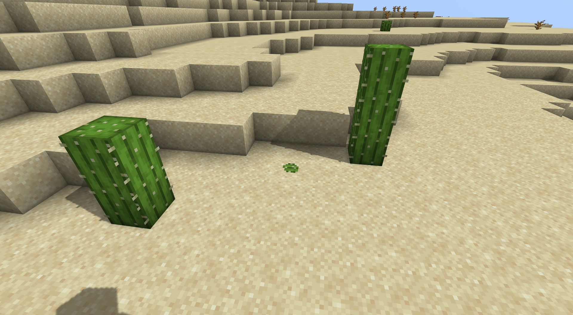 Oh, cute cute mini cactus