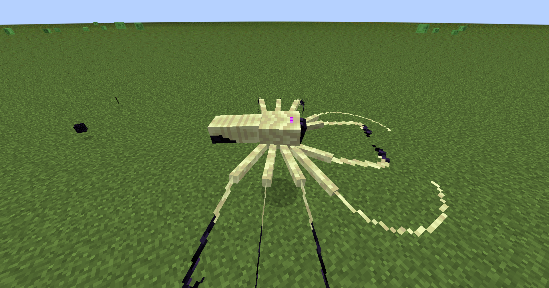 whip spider