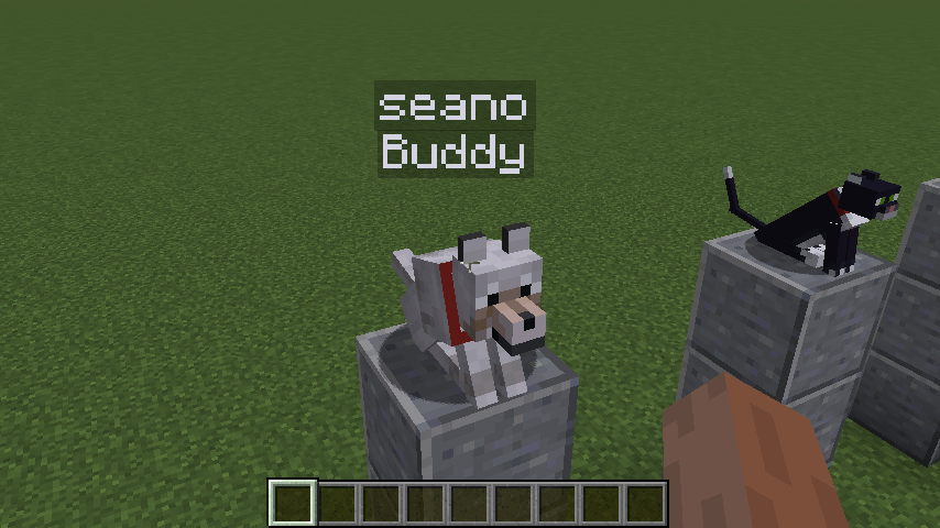 A wolf named "Buddy", tamed by "seano"