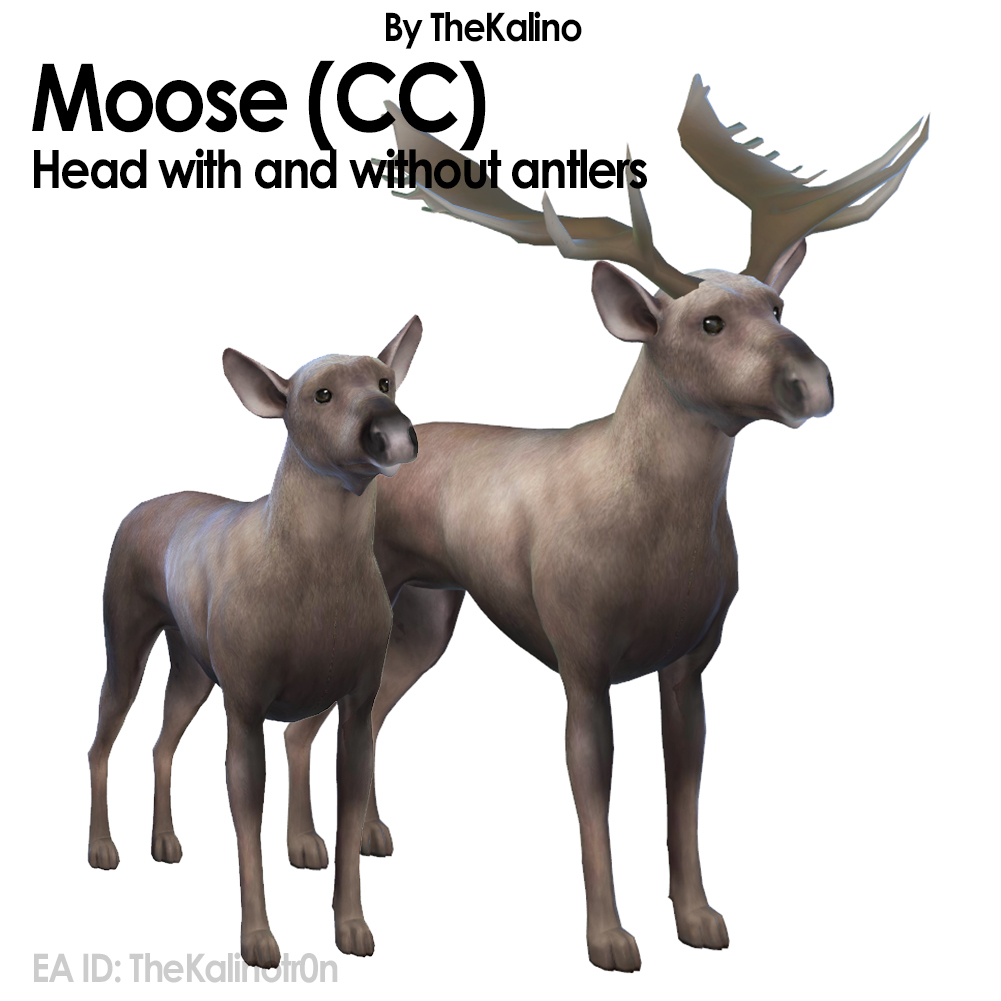 Moose Head CC 