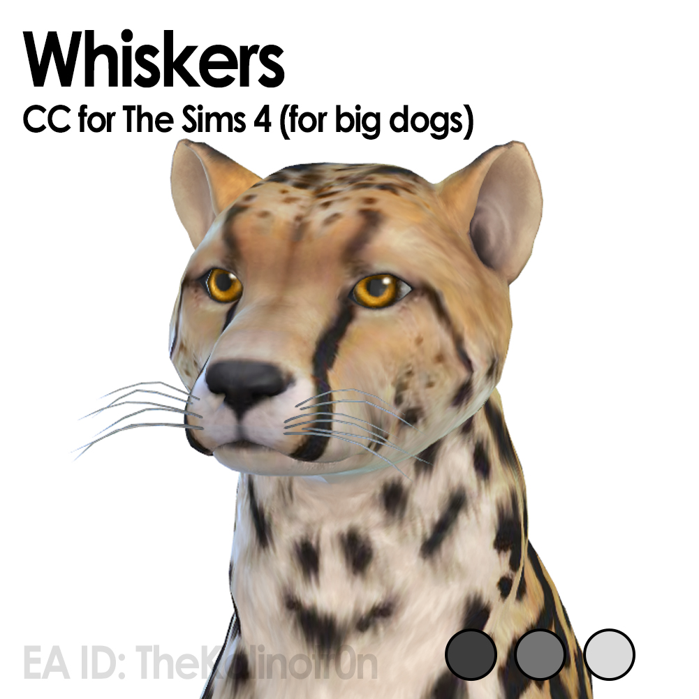 Whiskers for large Dogs