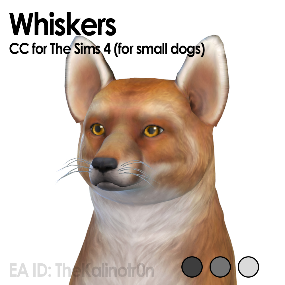 Whiskers for small dogs