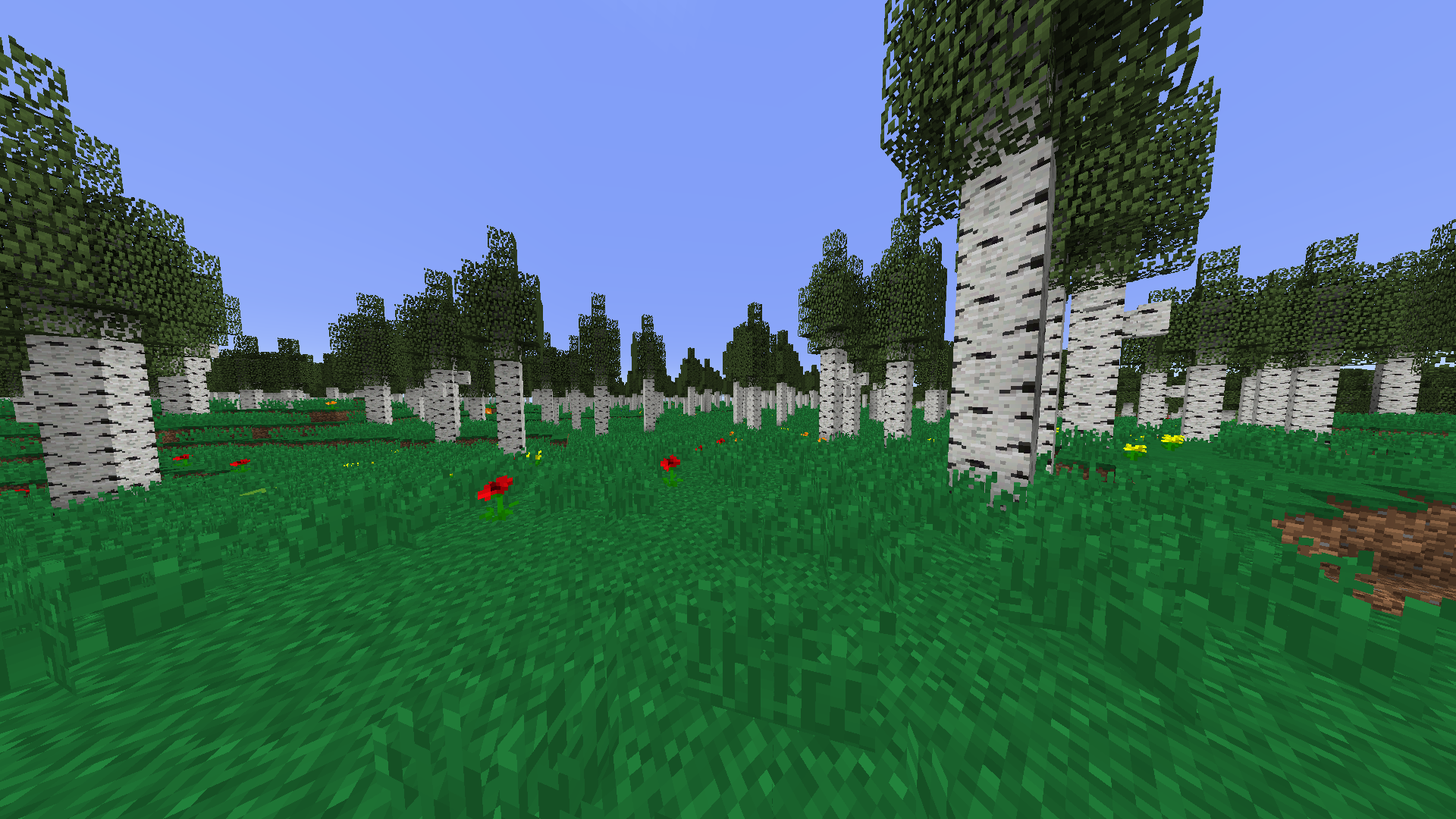 Tall Birch Forest