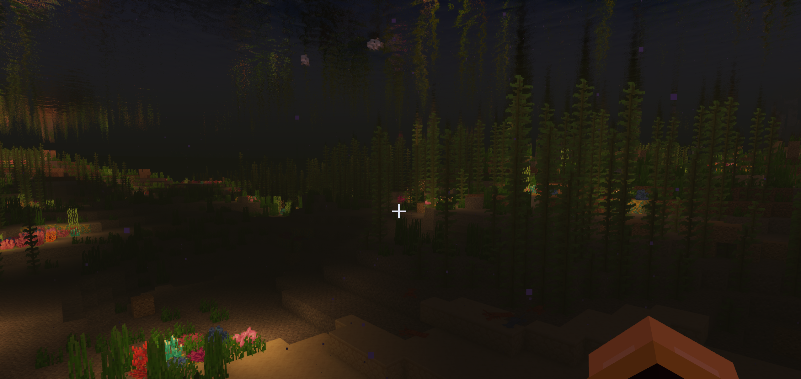 a look under water to see coral reefs.