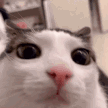 he blink