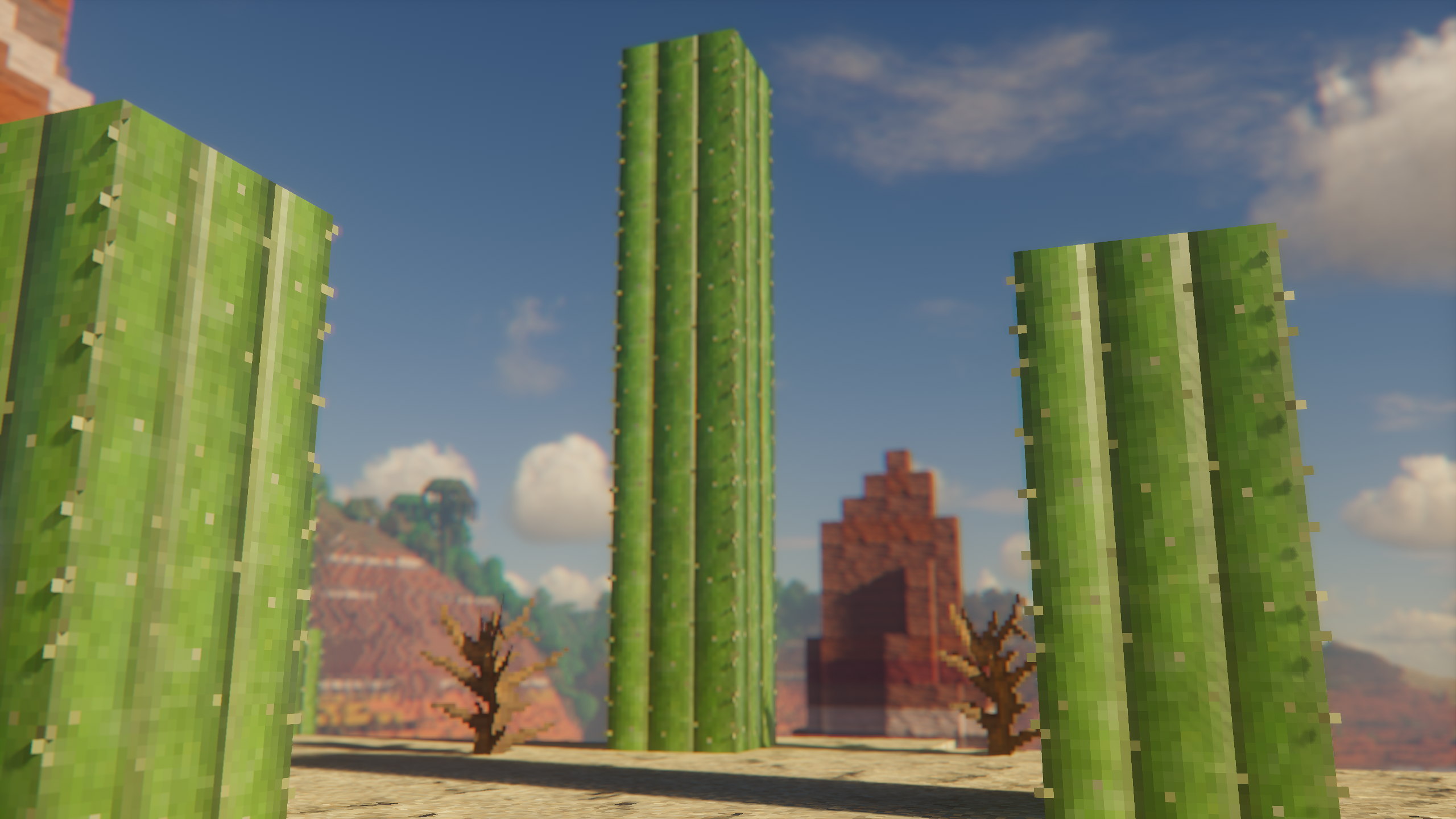 Cacti