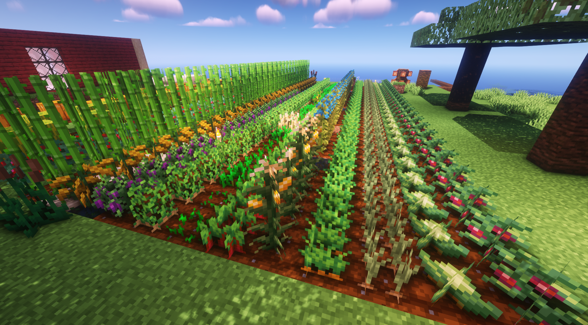 Rice , Grapes , Corn , onions , cabbage and tomatoes