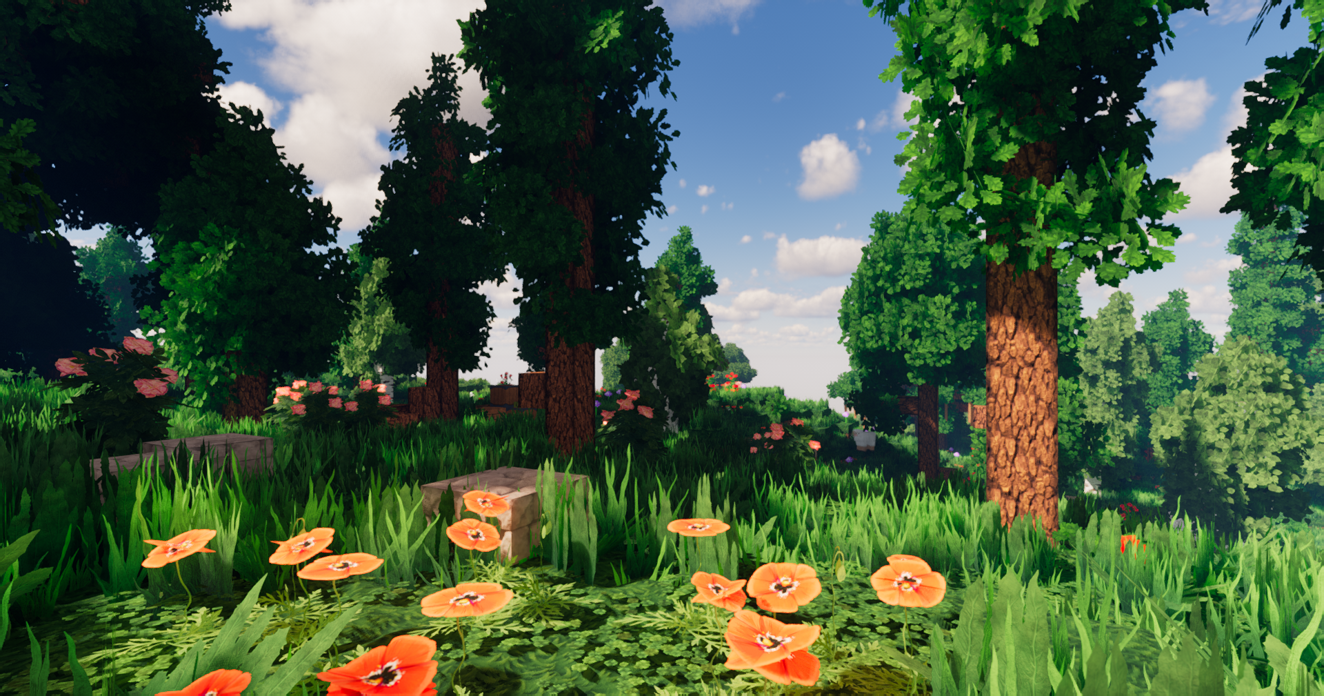 Forest with poppys