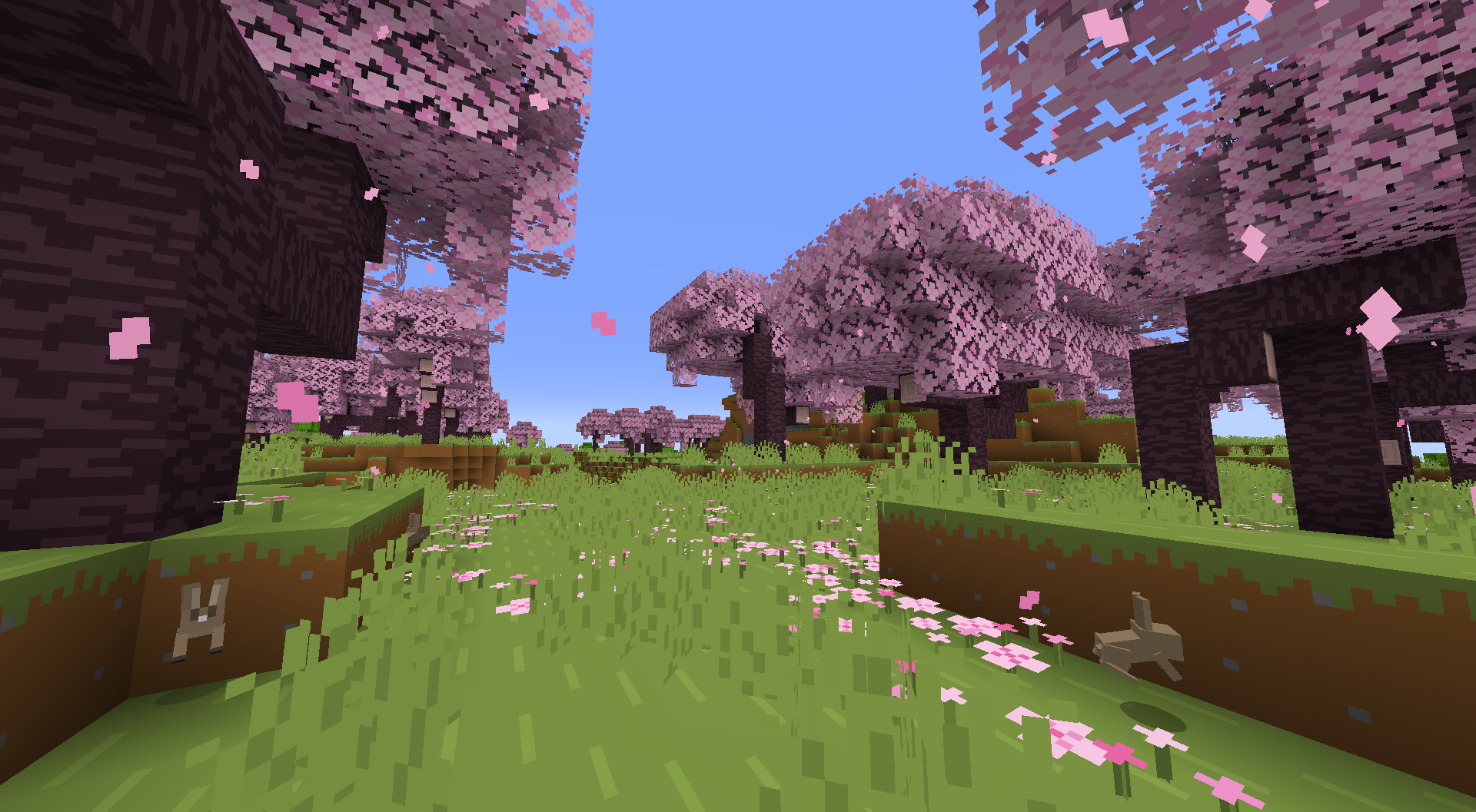 Cherry Blossom Trees